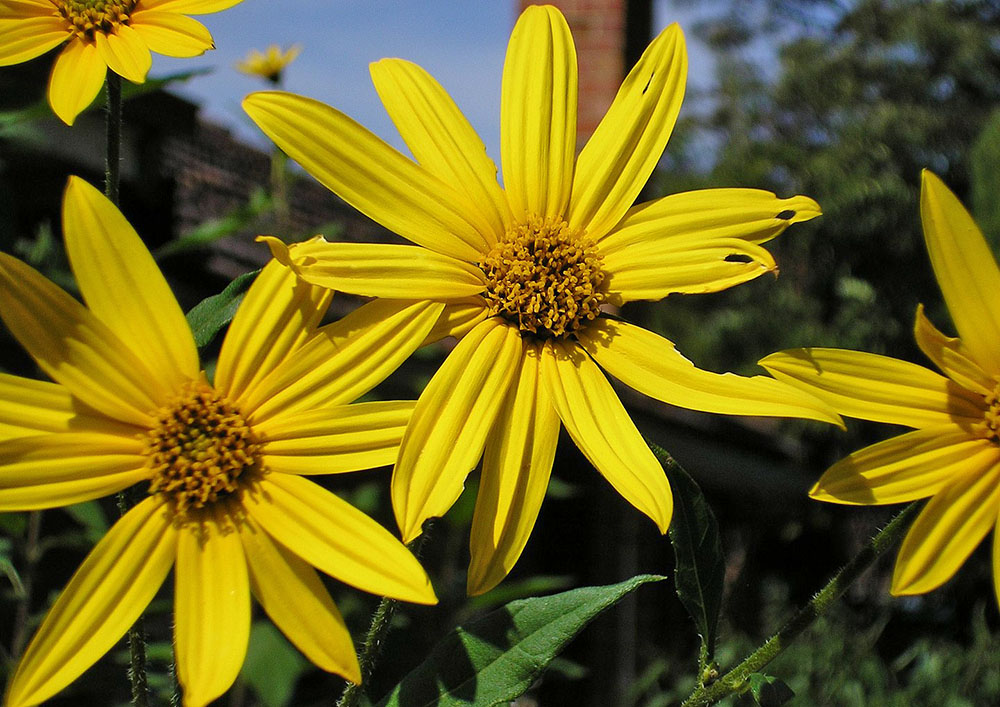 Fiori del Topinambur